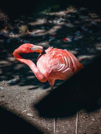 a fantastic view on some lovely flamingosの写真素材