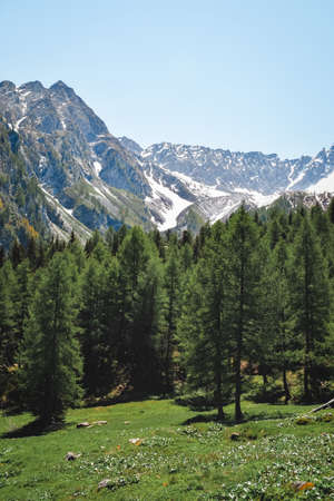 a great view on an italian forestの写真素材