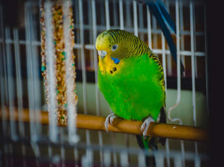 a lovely green and blue parakeetsの写真素材