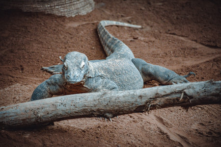 a fantastic portrait of a komodo dragon
