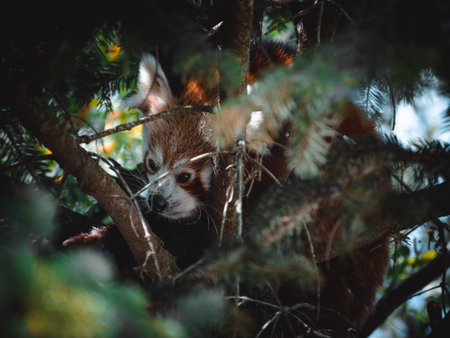 fantastic portrtait of a lovely red panda