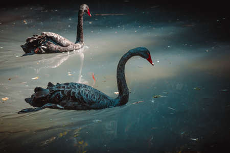 a view on a fantastic black swanの写真素材