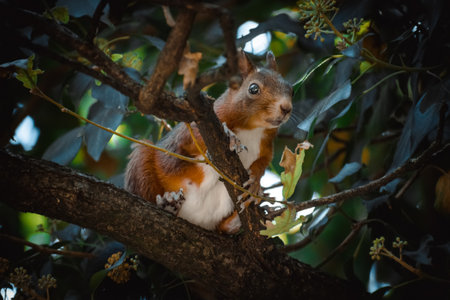 a cute squirrel relaxing on a treeの写真素材