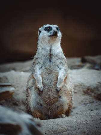 a lovely portrait of a cute meerkatの写真素材