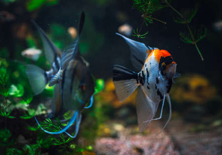 a great scalar fish in aquariumの写真素材