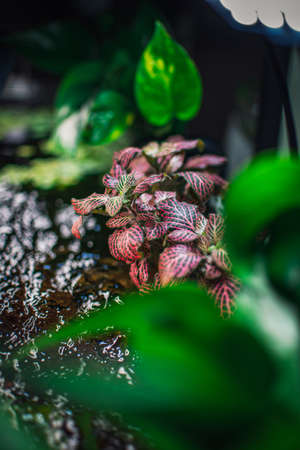 some plants in my aquariumの写真素材