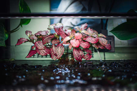 some plants in my aquariumの写真素材