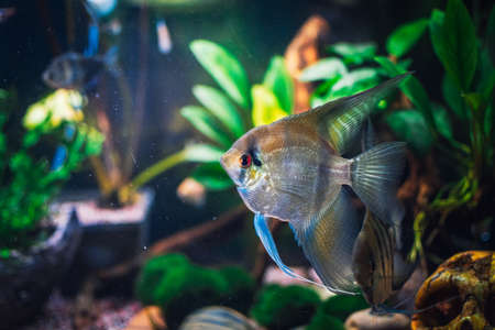 a great scalar fish in aquariumの写真素材