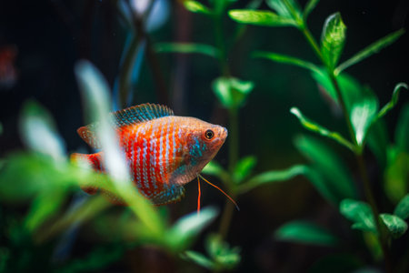 a beautifull colisa in my aquariumの写真素材