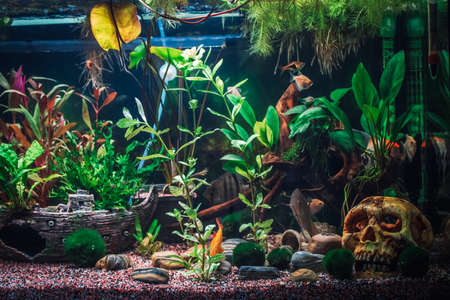 a great jungle planted aquariumの写真素材