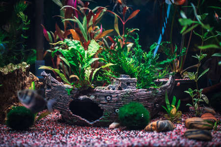 a great jungle planted aquariumの写真素材