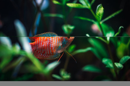 a beautifull colisa in my aquariumの写真素材