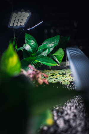 some plants in my aquariumの写真素材