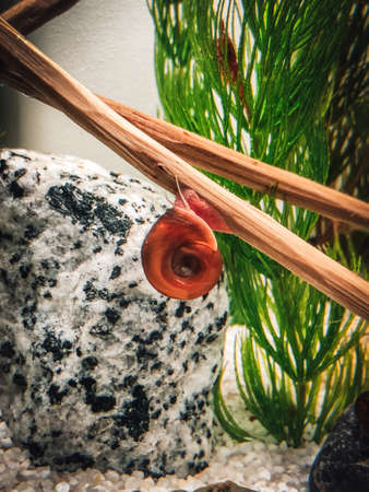 some red cherry s in my aquariumの写真素材