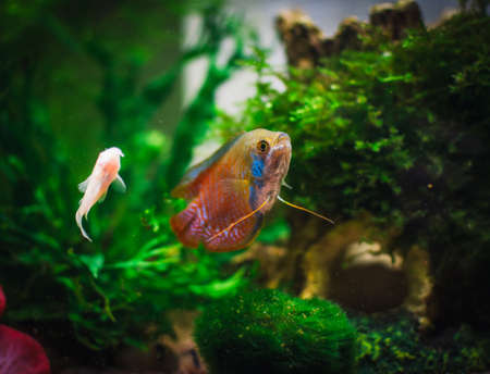 a beautifull colisa in my aquariumの写真素材
