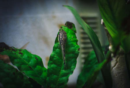 little otocinclus in my aquariumの写真素材