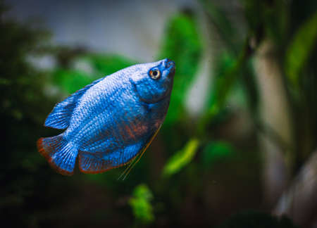 a beautifull colisa in my aquariumの写真素材