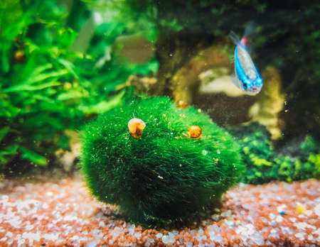 a beautifull colisa in my aquariumの写真素材