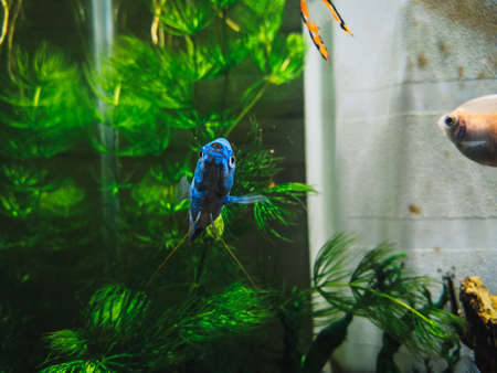a beautifull colisa in my aquariumの写真素材