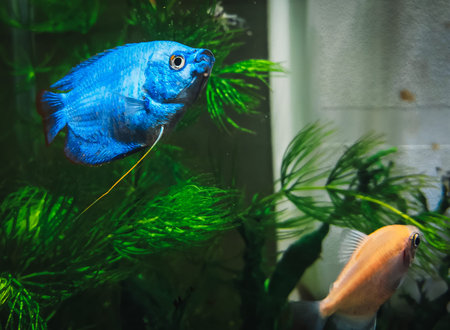 a beautifull colisa in my aquarium