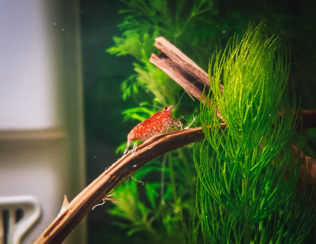 lovely red cherry s in my aquarium