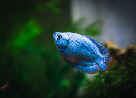 a beautifull colisa in my aquariumの写真素材