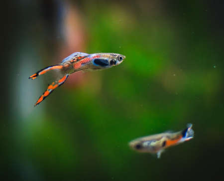 endler guppy in my aquariumのeditorial素材