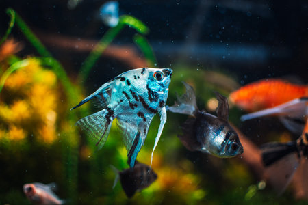 Pterophyllum scalare from my tankの写真素材