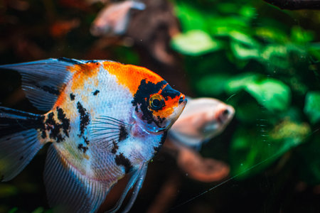 Pterophyllum scalare from my tankの写真素材