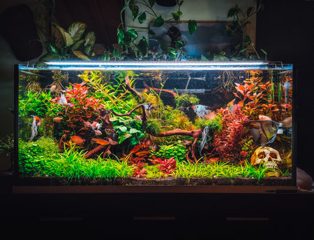 view on my beautifull aquariumの写真素材