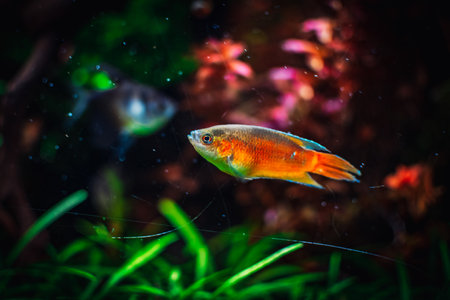 lovely Macropodus opercularis in my tankの写真素材
