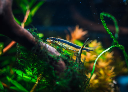a fantastic fish in my tankの写真素材
