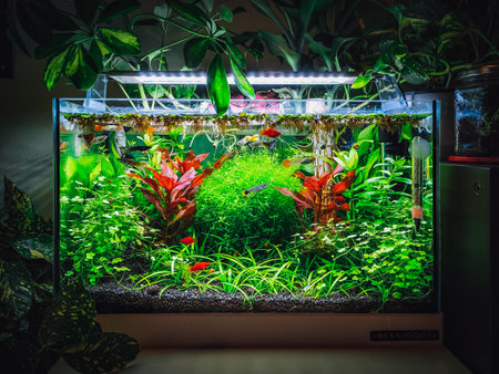 view on my beautifull aquariumの写真素材