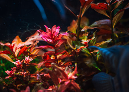 view on my beautifull aquariumの写真素材