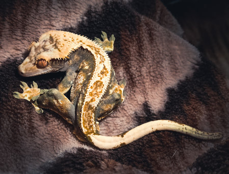 my beautifull crested geckos in terrariumの写真素材