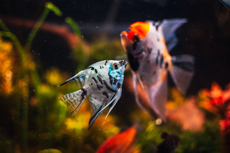 Pterophyllum scalare from my tankの写真素材