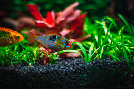 a fantastic fish in my tankの写真素材