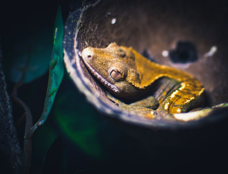 my beautifull crested geckos in terrariumの写真素材