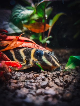 a lovely hypancistrus in my tankの写真素材