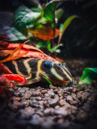 a lovely hypancistrus in my tankの素材 [FY310201881843]