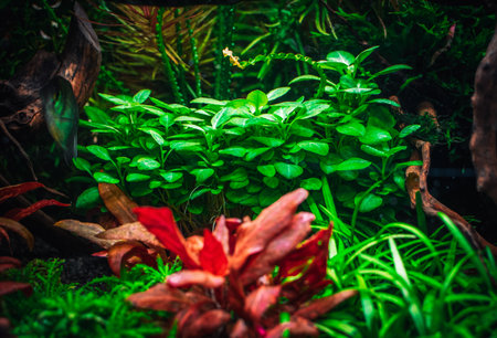 view on my beautifull aquariumの写真素材