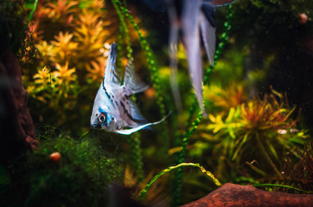 Pterophyllum scalare from my tankの写真素材