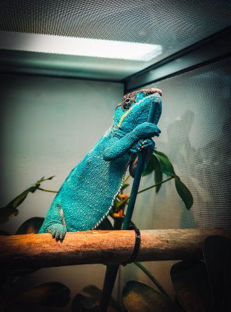 a fantastic view on a chameleonの写真素材