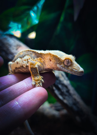 my beautifull crested geckos in terrariumの写真素材