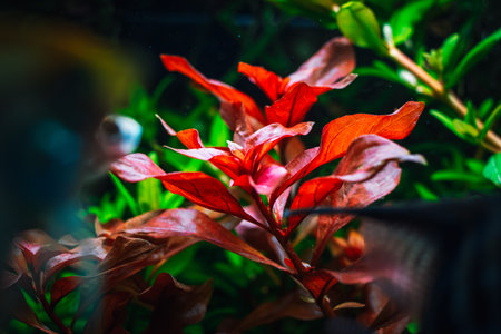 view on my beautifull aquariumの写真素材