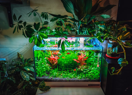 view on my beautifull aquariumの写真素材