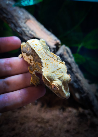 my beautifull crested geckos in terrariumの写真素材