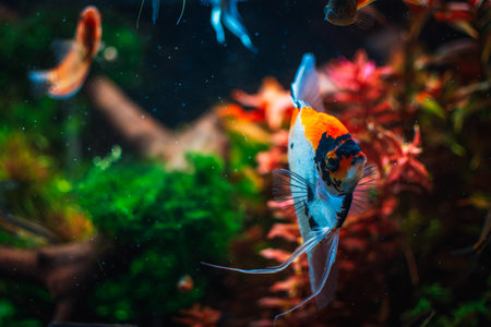 Pterophyllum scalare from my tankの写真素材