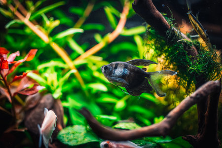 a fantastic fish in my tankの写真素材