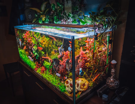 view on my beautifull aquariumの写真素材